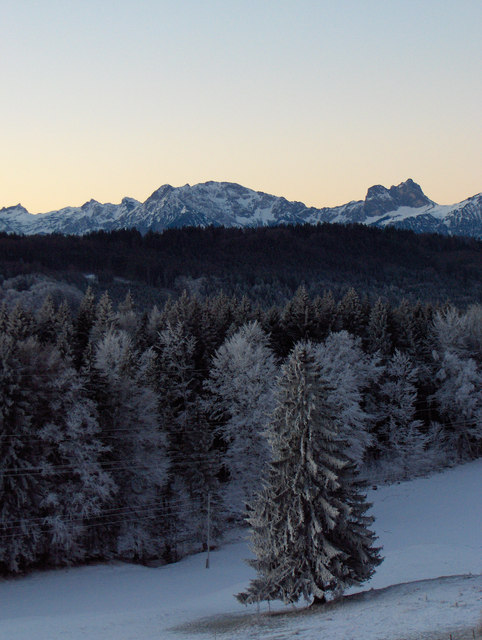 Sulzberg: Fichte im Winter