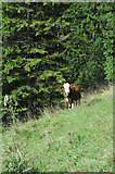 Kuh auf der Sillberg-Alm