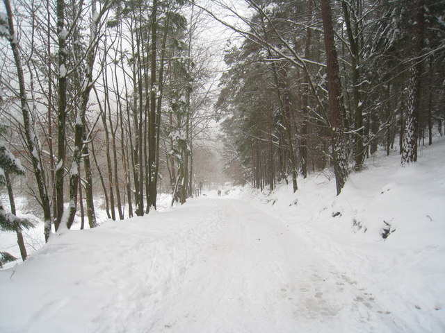 Waldweg bei St. Martin