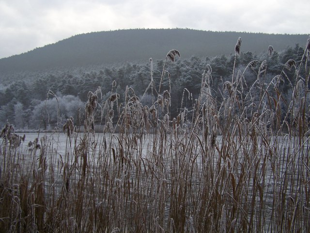 Schilfgras (Pfälzerwald)