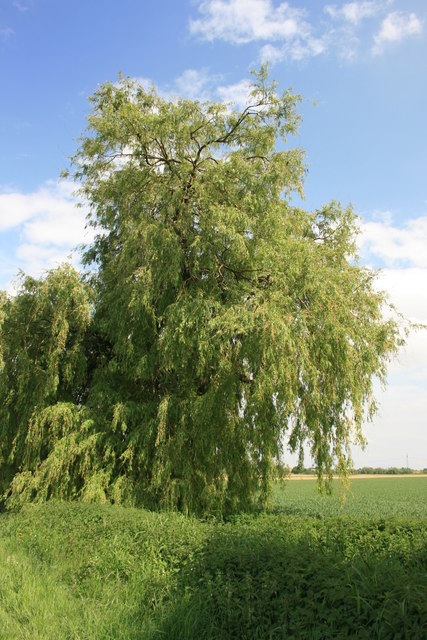 Baum in Feldhecke