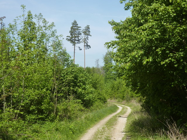 Weg im Wald zwischen Gönningen und Gomaringen