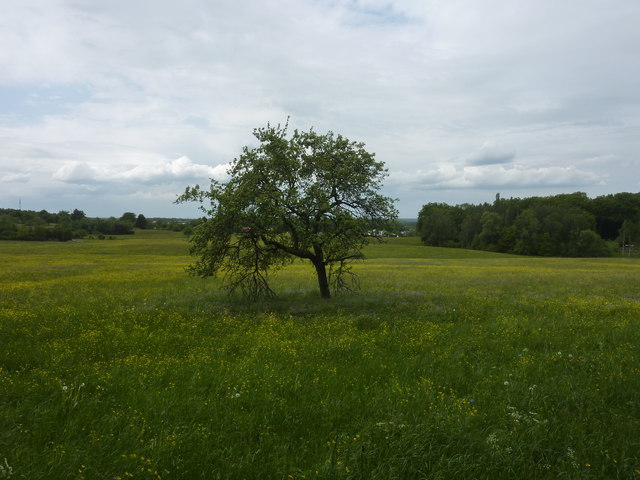 Apfelbaum zwischen Reutlingen und Ohmenhausen