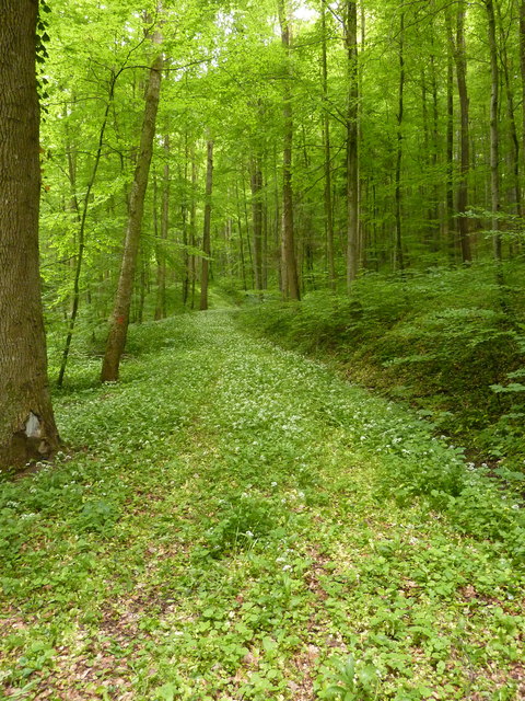 Mit Bärlauch bewachsener Weg im Wald südlich von Ohmenhausen