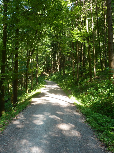 Waldweg oberhalb des Wieslauftals bei Klaffenbach