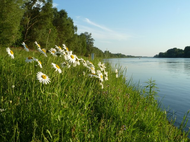 Am Rheinufer bei Rappenwört