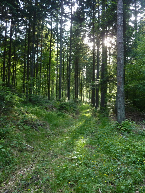 Wald westlich von Kaisersbach