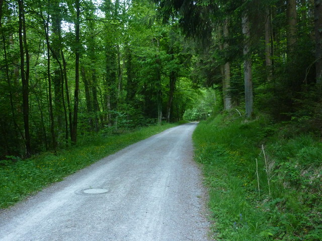 Waldweg im Wieslauftal südlich des Ebnisees