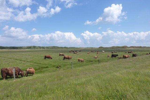 Langeoog: Kühe östlich der Jugendherberge