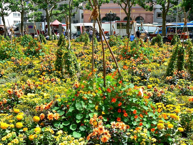 Blumenpracht, Mainz (Floral display, Mainz)