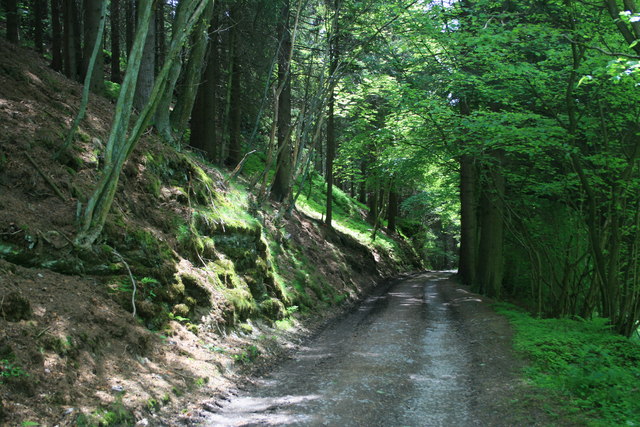 Waldweg bei Imgenbroich