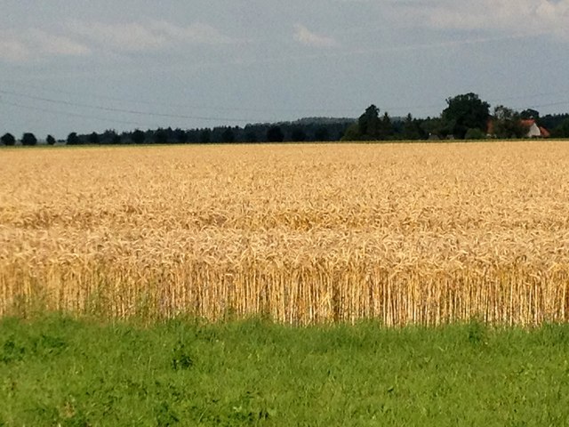 Getreidefeld bei Weißenfeld