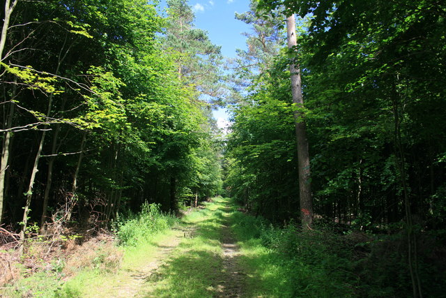 Waldweg am Bühlert