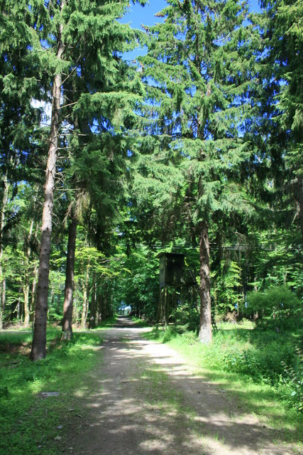 Waldweg am Bühlert