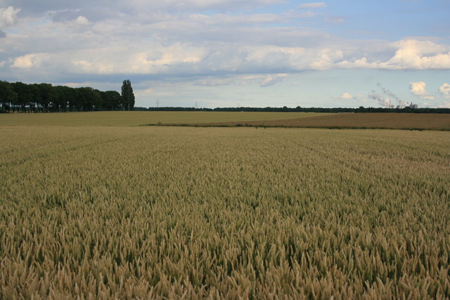 Felder bei Siersdorf