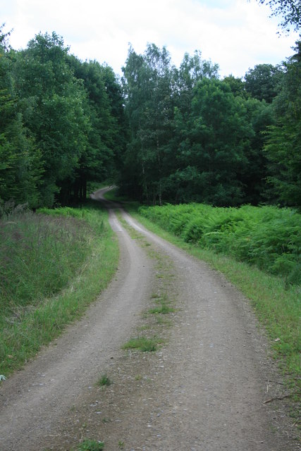 Waldweg im Hürtgenwald
