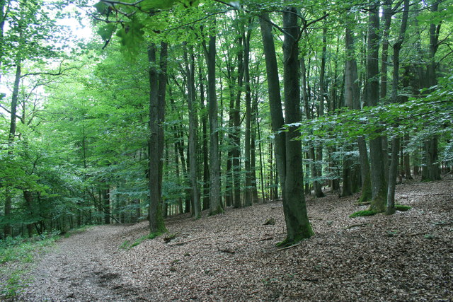 Waldweg bei Steckenborn