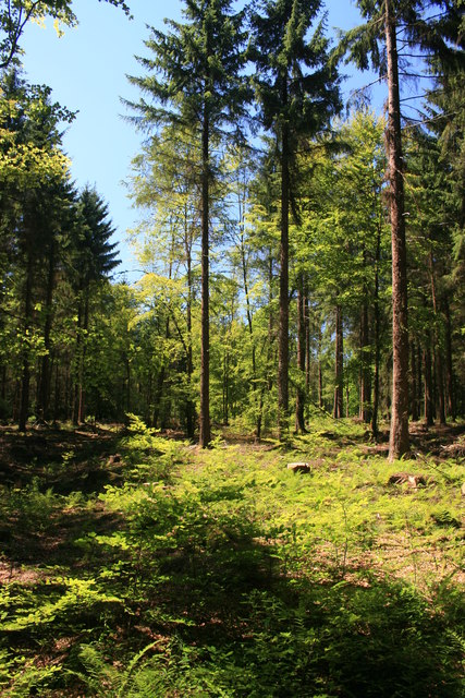 Ausgedünnter Fichtenwald im Nationalpark