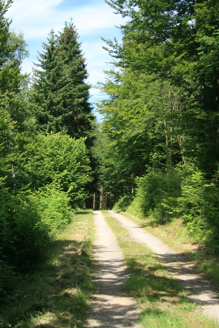 Waldweg im Holderbachtal