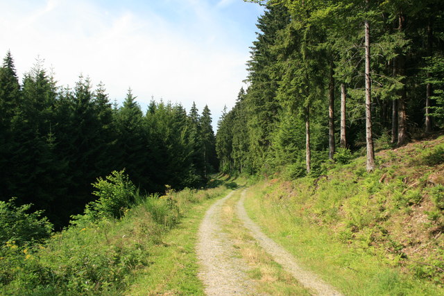 Waldweg im Dürholderbachtal