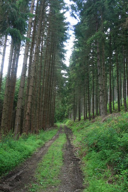 Waldweg am Olefstausee