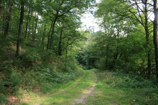 Waldweg im Eiserbachtal