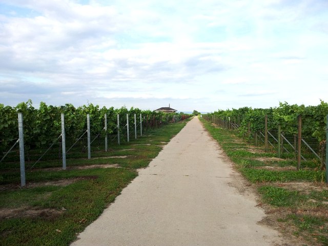 Weingärten bei Weingarten