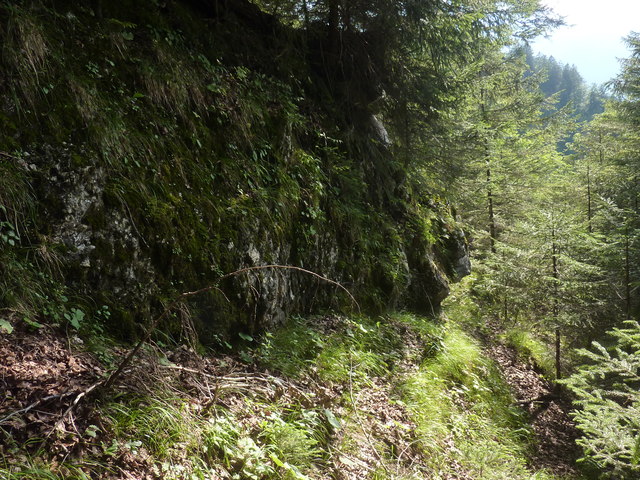 Felsen im Wald auf dem Kitzberg