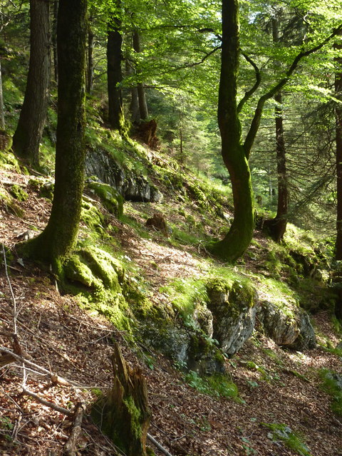 Wald am Kitzberg