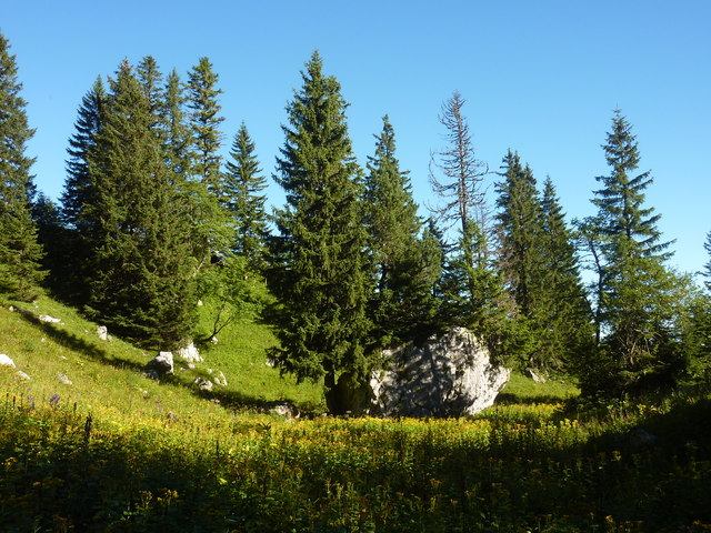 Bergwiese östlich des Aggensteins