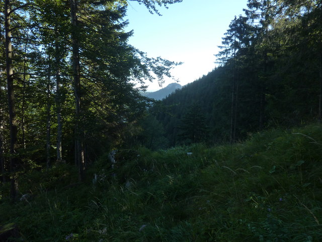Wald oberhalb der Reichenbachklamm