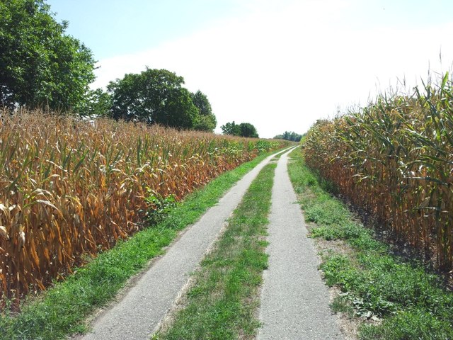 Maisfelder bei Rheinsheim