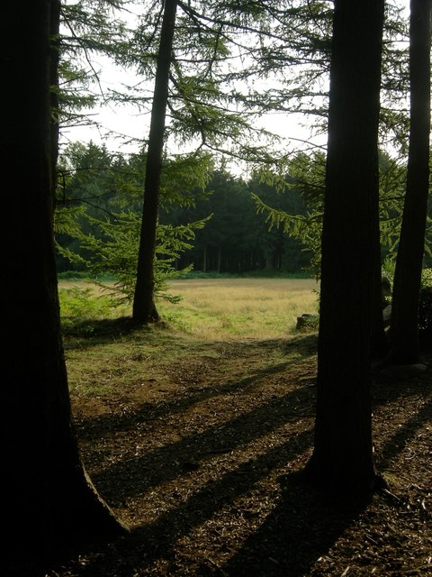 Abendliche Waldwiese beim Süntelstein