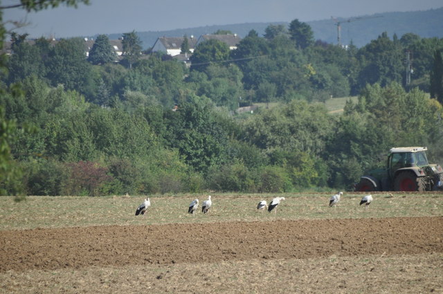 Main-Taunus-Kreis : Ploughed Field