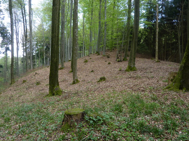Wald südlich von Burgwalden
