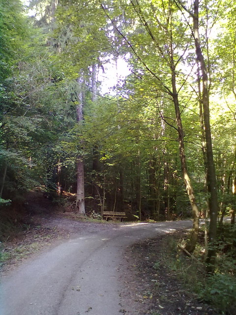 Waldweg - bei Prevorst