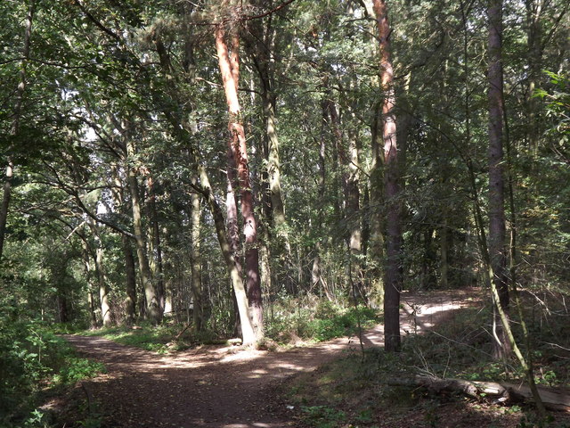 Waldwegen im Grunewald (Woodland Paths in Grunewald)