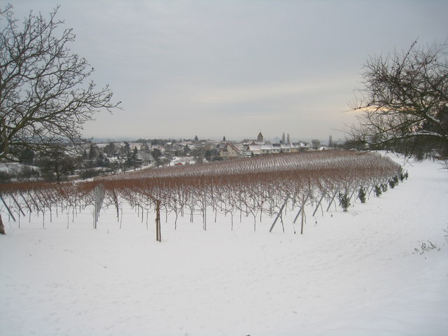 Weinberg in Königsbach