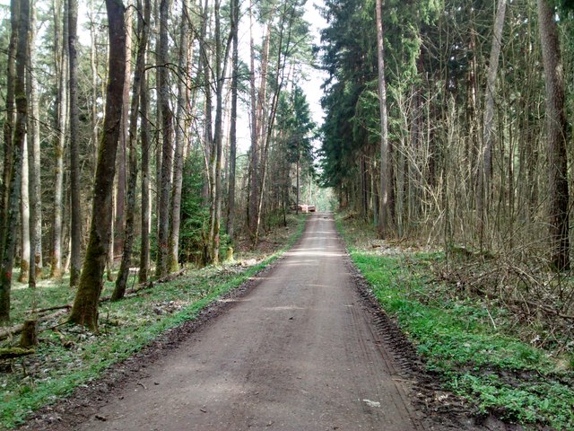 Waldweg bei Fernabrünst