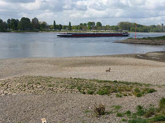 Barge on the River Rhine at Westhoven
