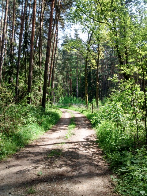 Waldweg bei Müncherlbach