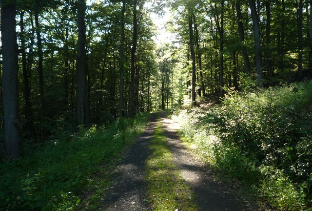 Waldweg bei Nanzenbach