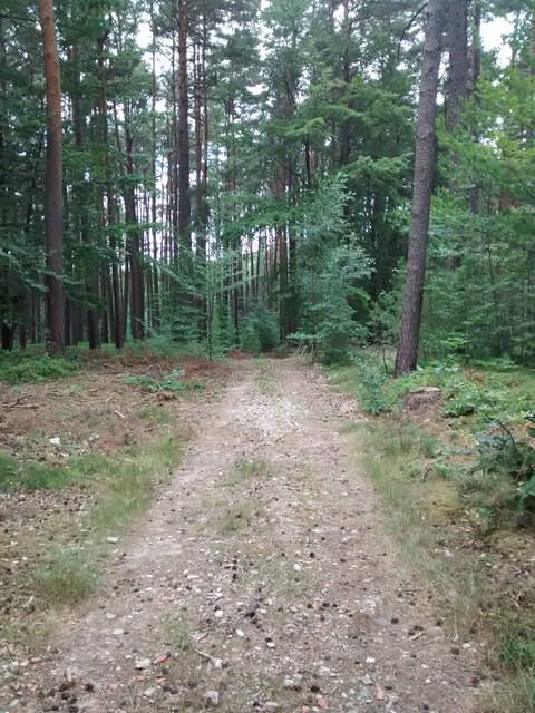 Waldweg Richtung Kästel