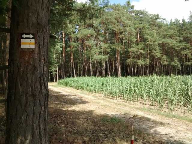 Maisfelder am Waldrand nahe Arnshöchstätt