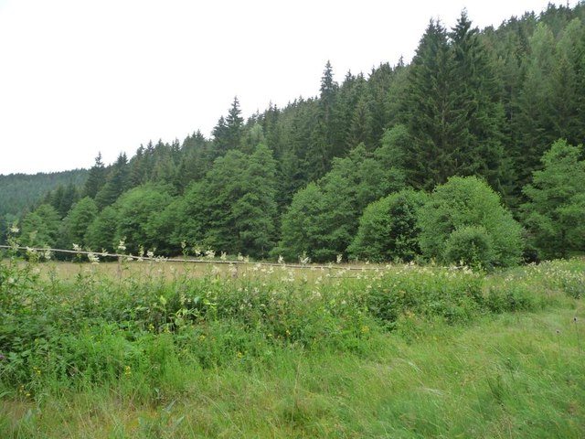 Meadow alongside the Mellenbach