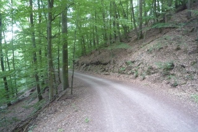 Waldweg am Edersee