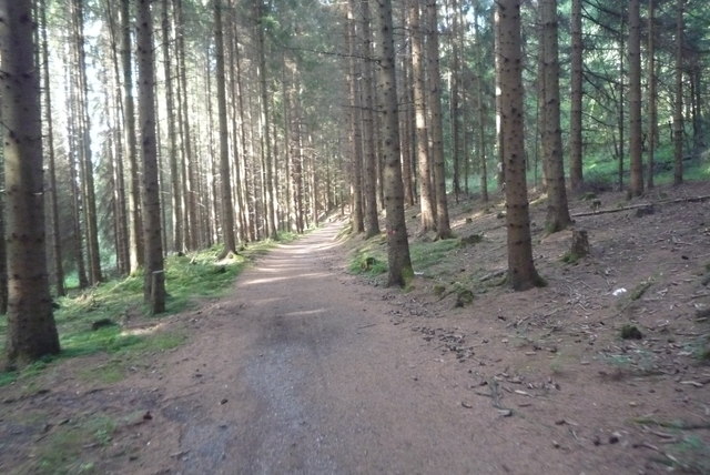 Waldweg im Buchhellertal