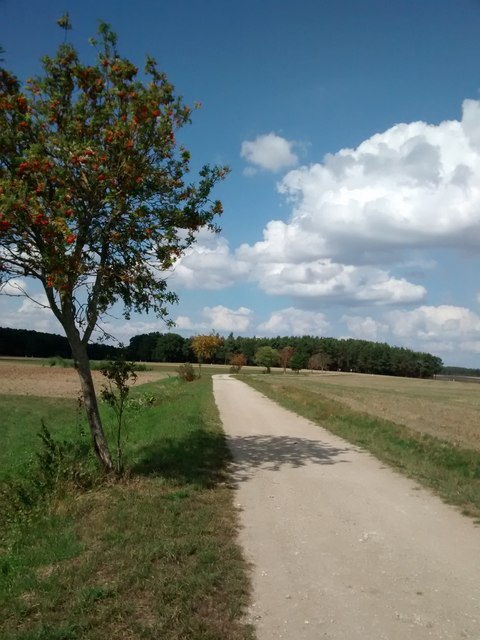 Feldweg bei Weisendorf