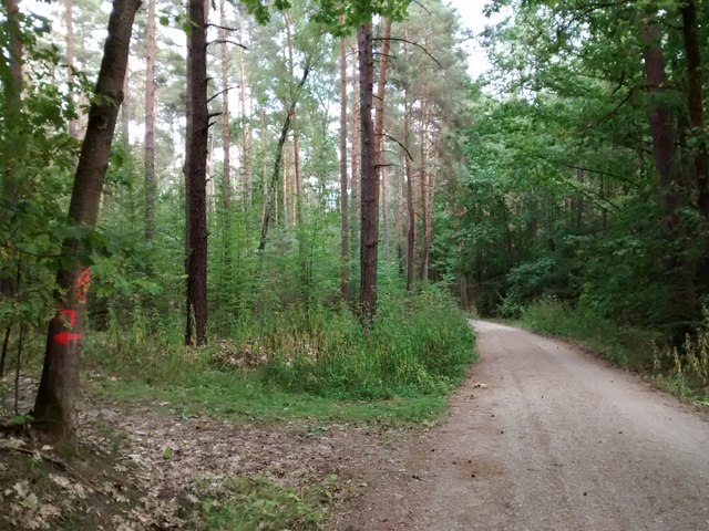 Waldweg nahe Untermembach
