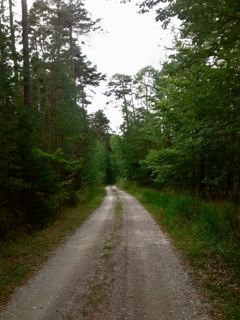 Waldweg Richtung Reuth